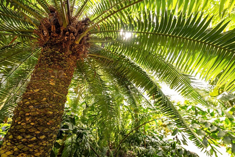 Tropical rainforest, Palm House, oldest Victorian greenhouse in the world, Royal Botanic Gardens, Kew, London, England, Great Britain