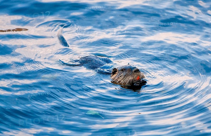 Beaver in the Moritzburg castle pond