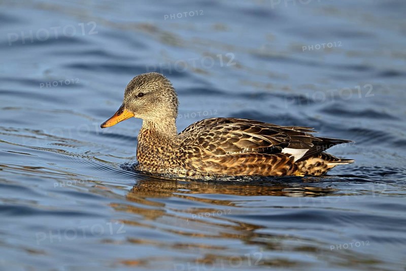 Adult gadwall (Mareca strepera), female swimming on Lake Zug, Switzerland, Europe