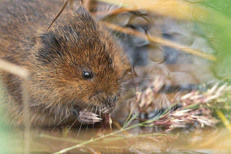 European water vole (Arvicola amphibius) adult animal feeding on a reed stem in a pond, Suffolk, England, United Kingdom, Europe