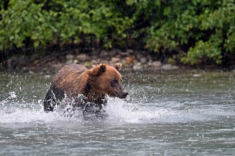 Brown bear (Ursus arctos) hunting for salmon in the water, Lake Clark National Park, Alaska