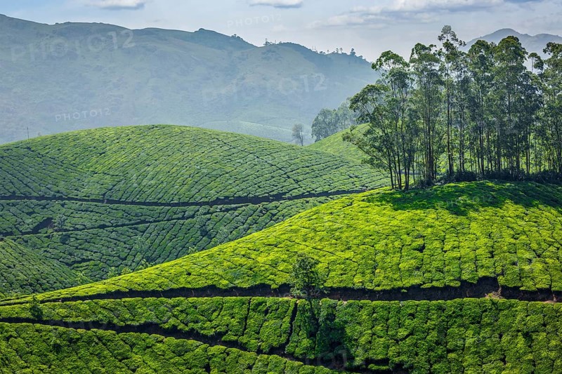 Indian Green Tea plantations in Munnar, Kerala, India, Asia