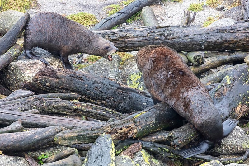 Pinnipeds (Pinnipedia), Colony, Cape Foulwind, New Zealand, Oceania