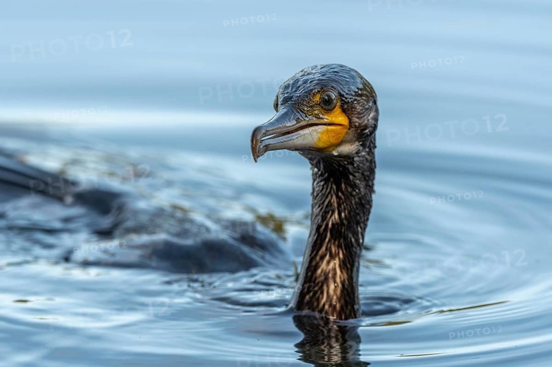 Great great cormorant (Phalacrocorax carbo) fishing in the water. Bas-Rhin, Collectivite europeenne d'Alsace, Grand Est, France, Europe