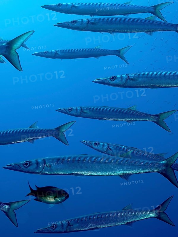 Group, shoal of european barracuda (Sphyraena sphyraena) near Hyères. Dive site Giens Peninsula, Côte dAzur, France, Europe