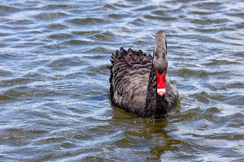 Black Swan (Cygnus atratus), Rotorua, Lake, New Zealand, Oceania