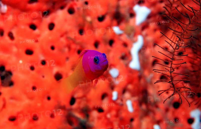 Mermaid dwarf perch, Pseudochromis paccagnelae, Indonesia, Wakatobi Dive Resort, Sulawesi, Indian Ocean, Banda Sea, Asia