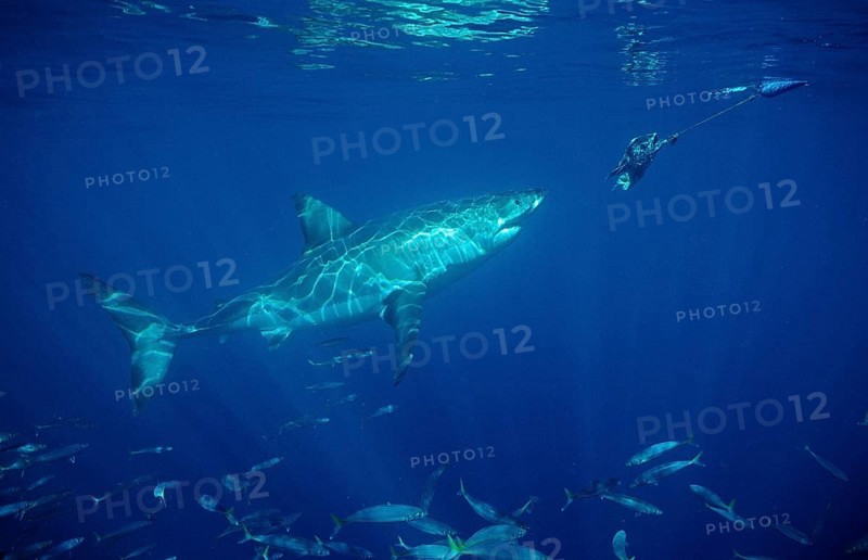 Great white shark, Carcharodon carcharias, South Africa, Dyer Island, Gansbaai, Atlantic Ocean, Africa