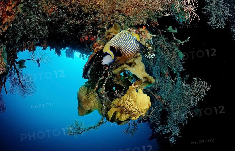 Toadfish and Emperor Angelfish, Pomacanthus imperator, Indonesia, Wakatobi Dive Resort, Sulawesi, Indian Ocean, Banda Sea, Asia