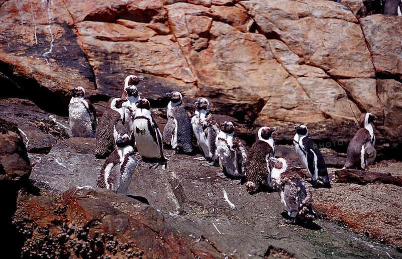 African penguins, Spheniscus demersus, South Africa, Addo Elephant National Park, St. Croix, Port Elizabeth, Madiba Bay, Ibhayi, Africa