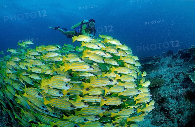 Shoal of five-striped snappers and divers, Lutjanus quinquelineatus, Maldives, Indian Ocean, Ari Atoll, Asia