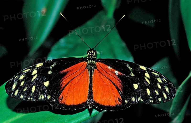Heliconius butterfly, Heliconius hecale, Costa Rica, South America, La Paz Waterfall Gardens, Peace Lodge, Central America