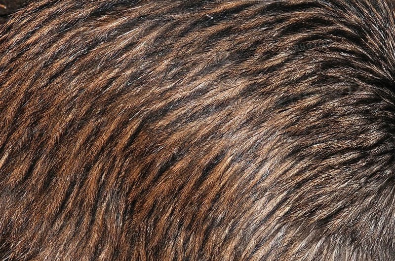Background of feathers of North Island brown kiwi, Apteryx australis