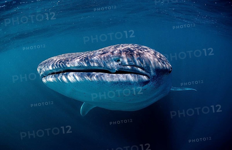Whale shark, Rhincodon thypus, Djibouti, Djibouti, Africa, Afar Triangle, Gulf of Aden, Gulf of Tadjourah, Africa