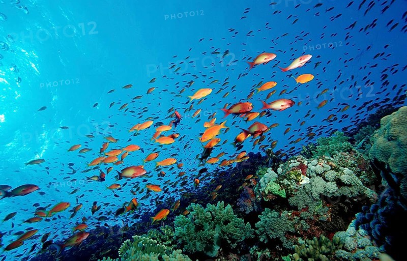 Hawkbill and coral reef, Pseudanthias squamipinnis, Egypt, Africa, Sinai, Sharm el Sheik, Red Sea, Africa