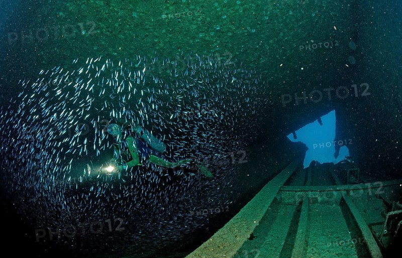 Diver in the Patricia shipwreck, Parapriacanthus ransonneti, Punta Cana, Caribbean Sea, Dominican Republic, Central America