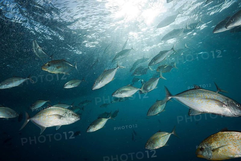 Lemon trevally hunting spikefish, Carangoides bajad, Raja Ampat, West Papua, Indonesia, Asia