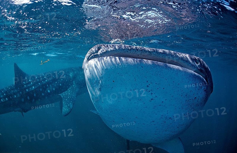 Two whale sharks, Rhincodon thypus, Djibouti, Djibouti, Africa, Afar Triangle, Gulf of Aden, Gulf of Tadjourah, Africa