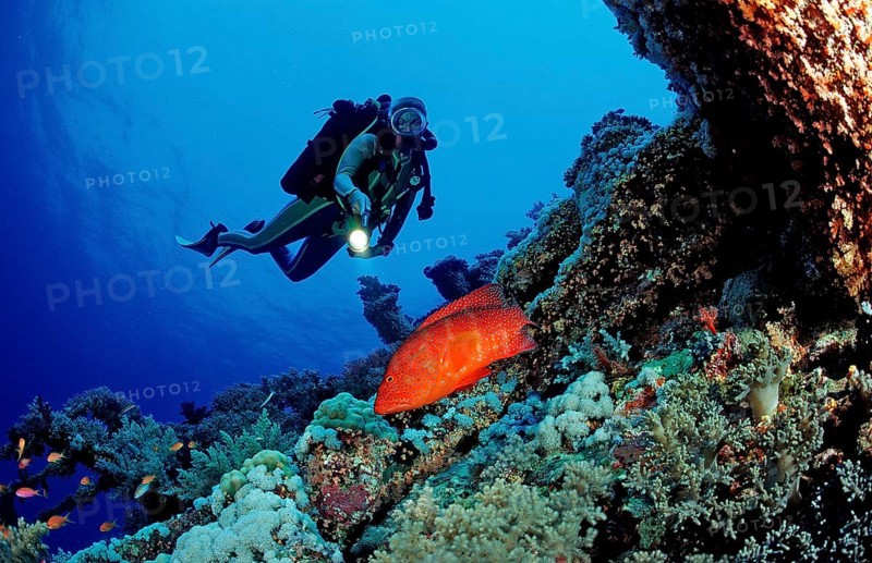 Diver and jewelled perch, Cephalopholis miniata, Egypt, Africa, Sinai, Ras Mohammed, Red Sea, Africa