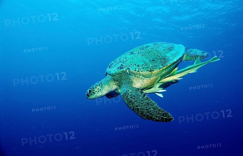 Green turtle, Chelonia mydas, Egypt, Africa, Sinai, Marsa Alam, Red Sea, Africa