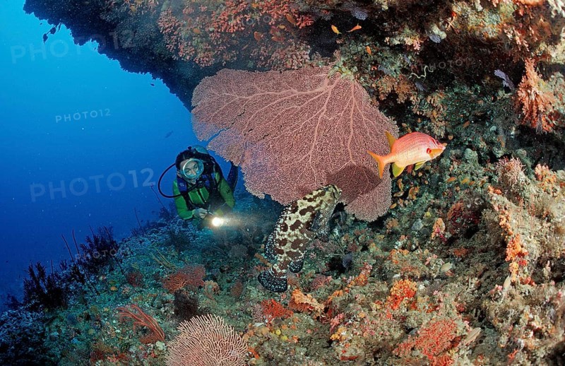 Diver on the reef, Maldives, Indian Ocean, Ari Atoll, Asia