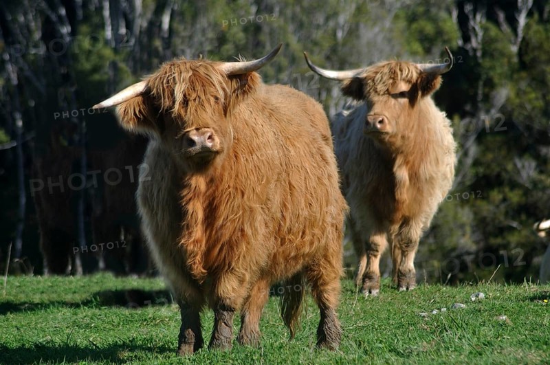 Scottish Highlander cattle, West Coast, New Zealand, Oceania