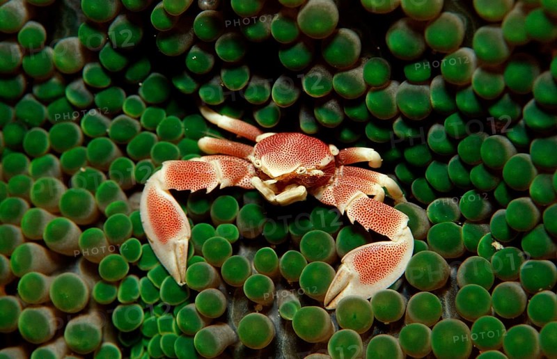 Spotted anemone porcelain crab, Neopetrolistes maculatus, Indonesia, Raja Ampat, Irian Jaya, West Papua, Indian Ocean, Asia