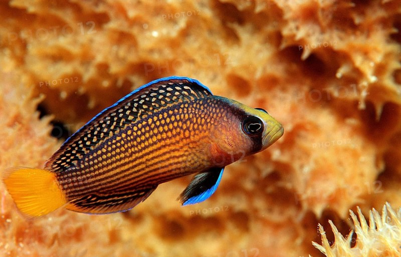 Magnificent dwarf perch, Pseudochromis splendens, Indonesia, Wakatobi Dive Resort, Sulawesi, Indian Ocean, Banda Sea, Asia