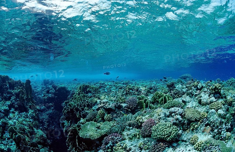 Stony coral reef, reef top, Egypt, Zabargad, Zabarghad, Red Sea, Africa