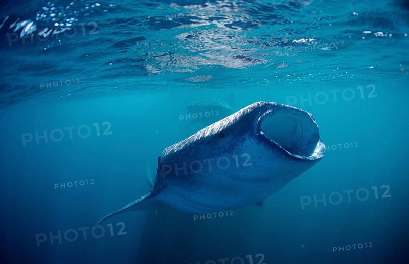 Two feeding whale sharks, Rhincodon thypus, Djibouti, Djibouti, Africa, Afar Triangle, Gulf of Aden, Gulf of Tadjourah, Africa
