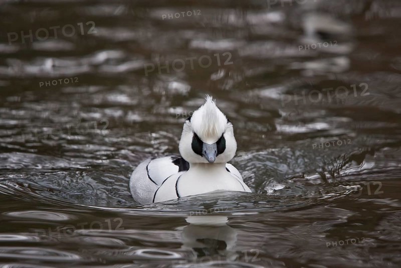 Red-breasted Merganser, Mergellus albellus, smew