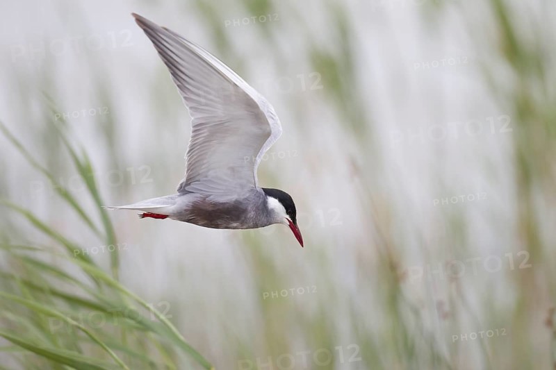 White-bearded Tern, Chlidonias hybrida, Whiskered Tern