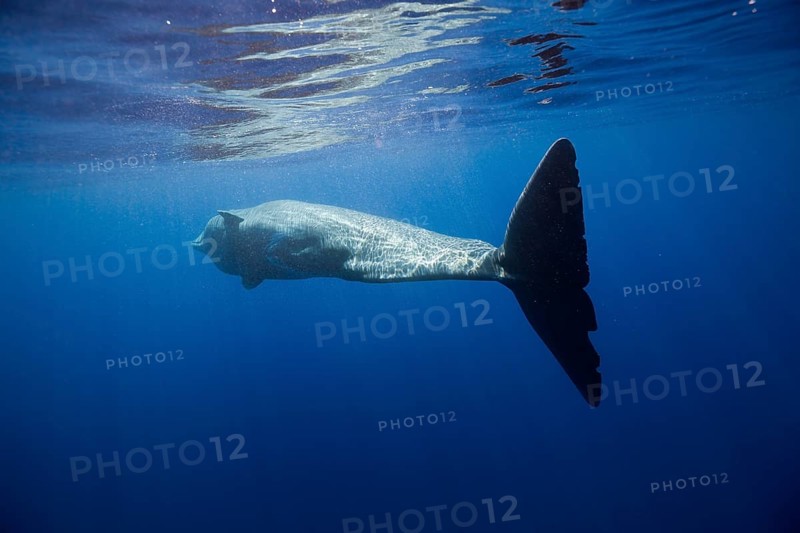 Sperm whale, Physeter catodon, Lesser Antilles, Caribbean, Dominica, Central America
