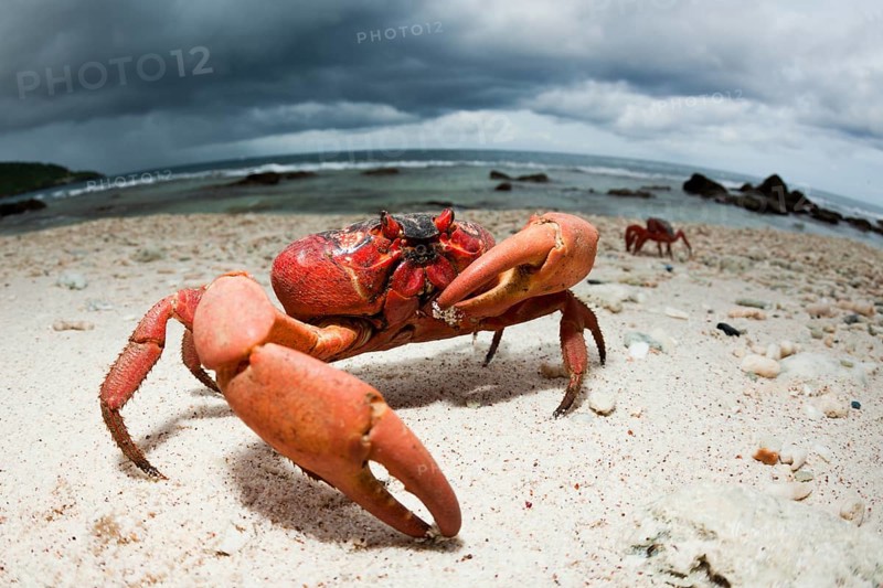 Christmas Island crab on the beach, Gecarcoidea natalis, Christmas Island, Australia, Asia