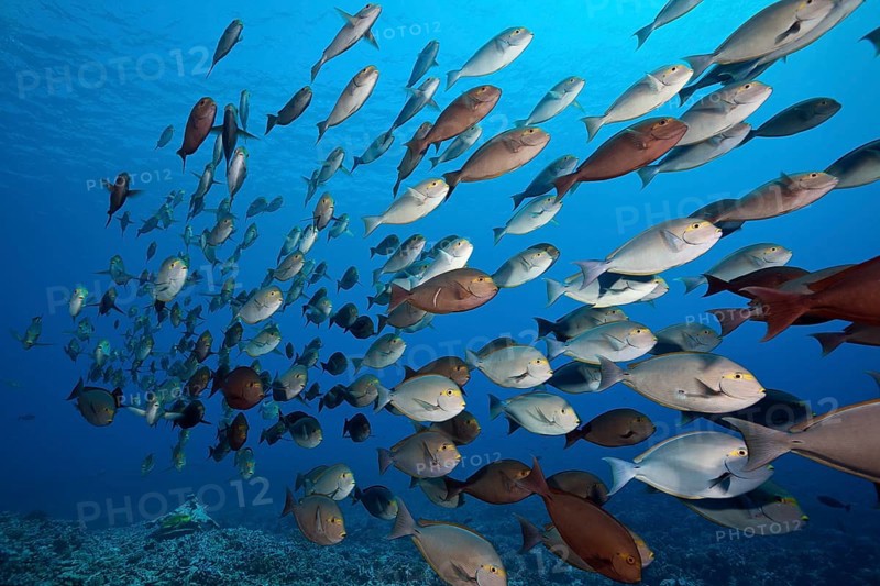 Shoal of grey surgeonfish, Acanthurus mata, Fakarava, Tuamotu Archipelago, French Polynesia, Oceania