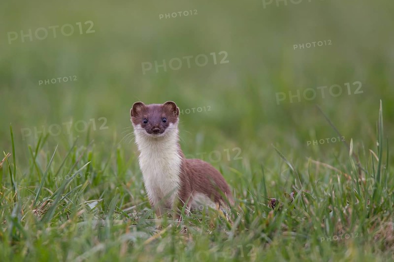 Hermelin, Mustela erminea, stoat