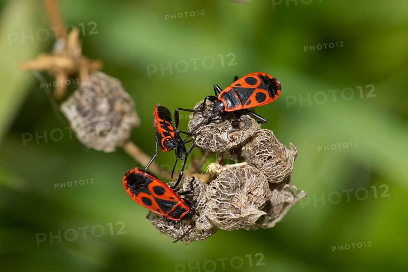 Common fire bug, Pyrrhocoris apterus, firebug