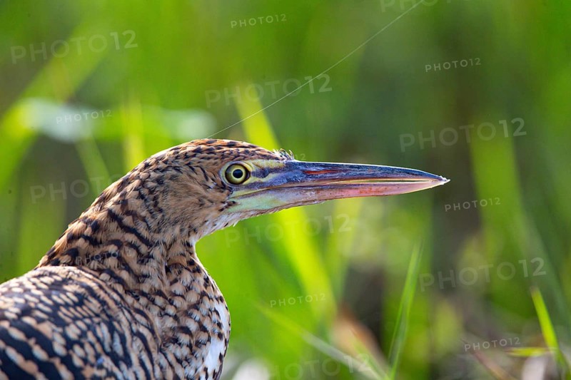 Rufescent tiger heron (Tigrisoma lineatum) Pantanal Brazil
