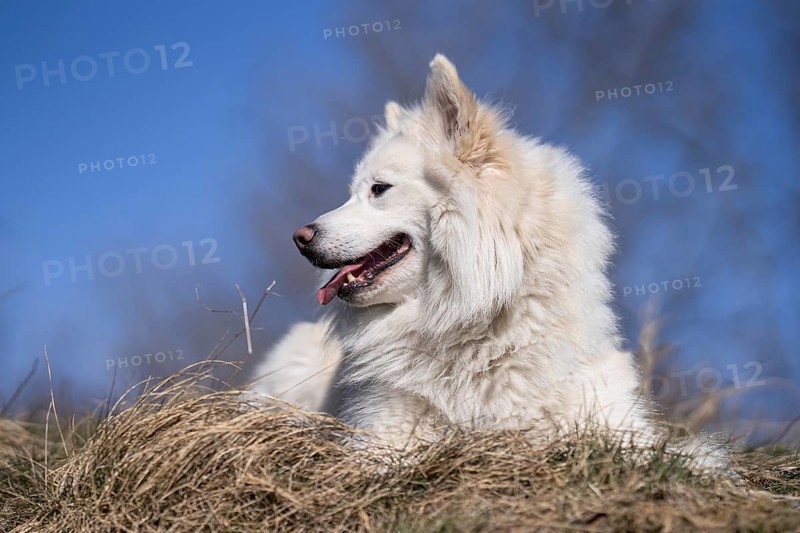 Portrait of an Icelandic dog