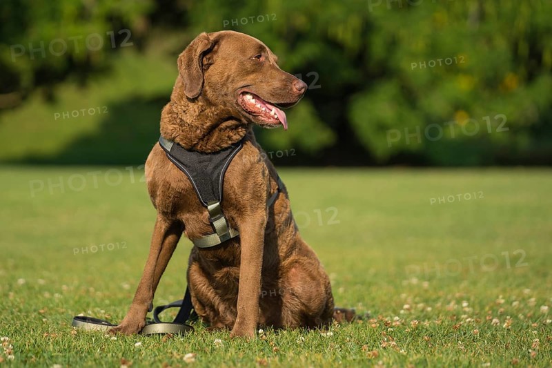 Sitting Chesapeake Bay Retriever