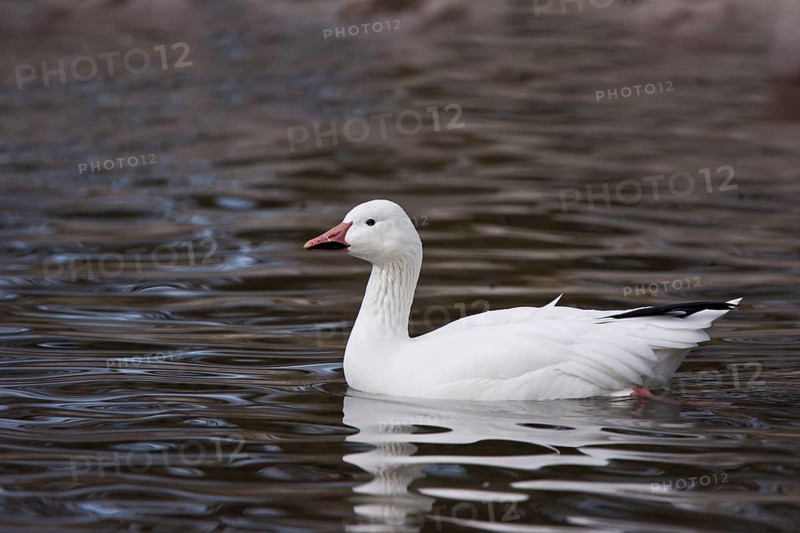 Snow goose, Anser caerulescens, snow goose