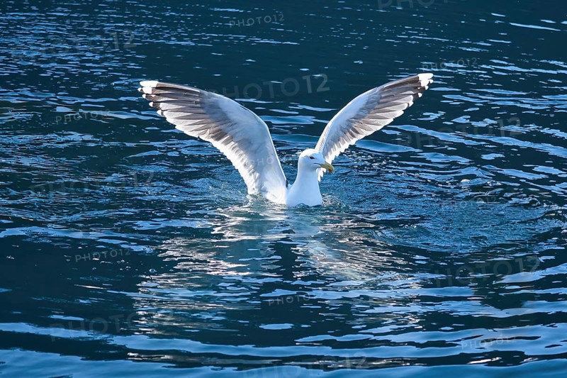Seagulls in the water in a fjord in Norway. Daylight glistens in the sea. Animal photo from Scandinavia