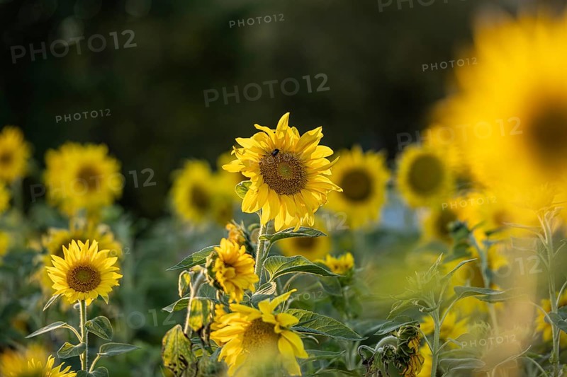 Sunflower Helianthus annuus in golden sunset light