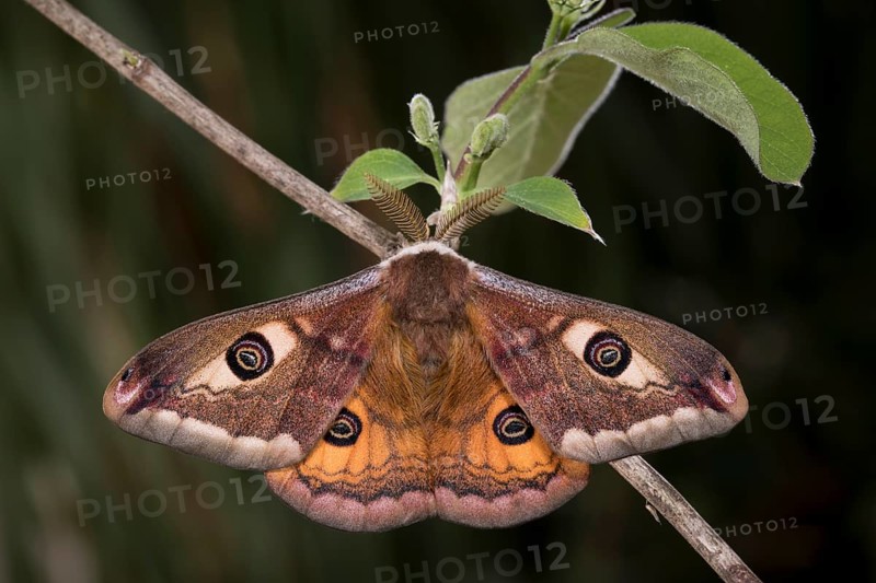 Small emperor moth, male, Saturnia pavonia, small emperor moth, male
