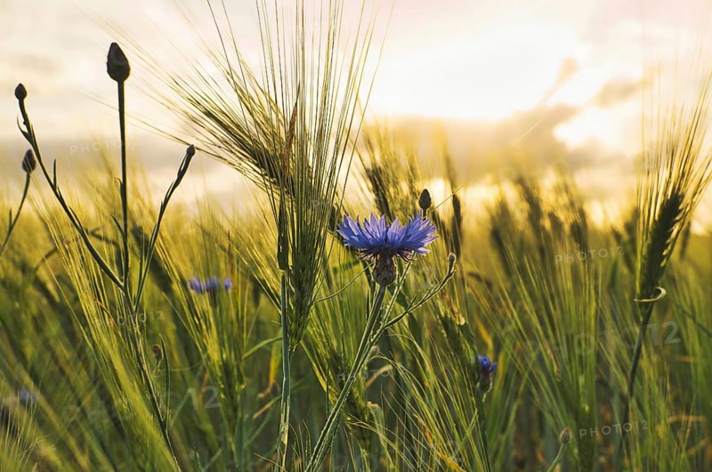 Romantic shot of a cornflower in a cornfield at sunset. dreamy images