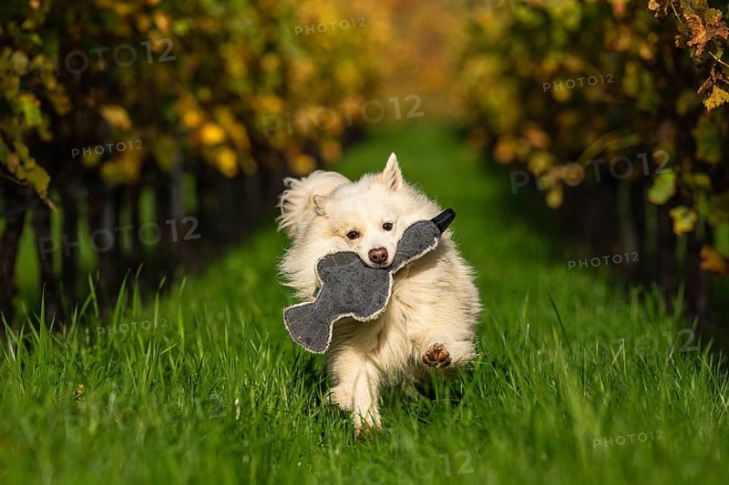 Walk in the vineyards