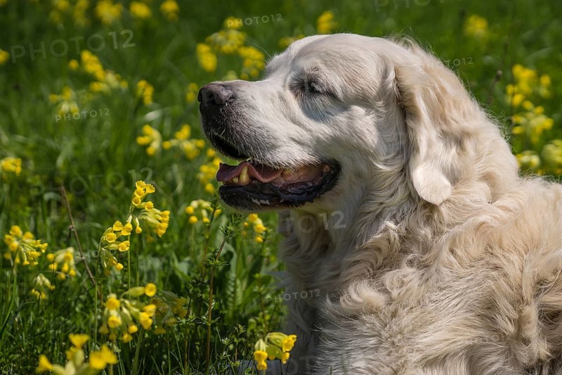 Golden Retriever in a meadow with primroses