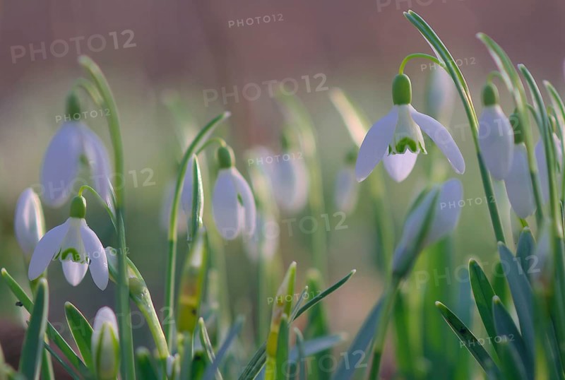 Close-up of common snowdrops (Galanthus nivalis)