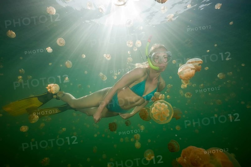 Swimming with harmless jellyfish, Mastigias papua etpisonii, Jellyfish Lake, Micronesia, Palau, Oceania