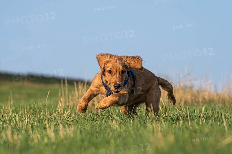 14 weeks old Golden Retriever